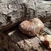 Use the arrows or slide the photo to see more